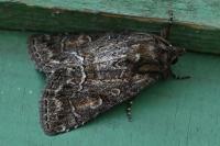 Thalpophila matura