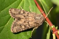Luperina testacea