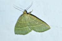 Trisateles emortualis