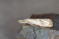 Catoptria falsella