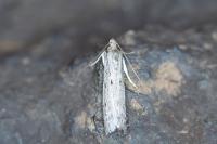 Phycitodes lacteella