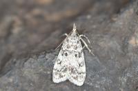 Eudonia lacustrata