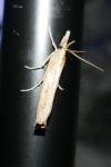 Pediasia contaminella