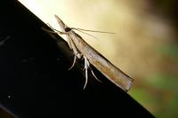 Pediasia contaminella