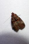 Acrobasis advenella