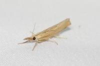 Pediasia contaminella