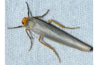 Eilema caniola