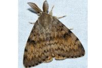 Lymantria dispar