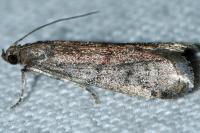 Ephestia woodiella/parasitella/elutella