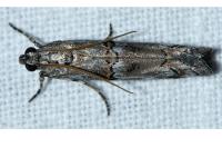 Pempelia palumbella