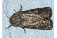 Luperina dumerilii