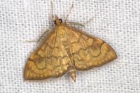 Anania verbascalis