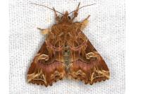 Callopistria juventina
