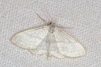 Idaea subsericeata