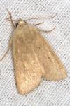 Mythimna sicula