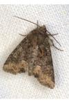 Oligia