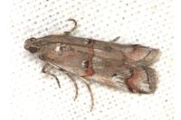 Pempelia palumbella