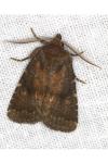 Rusina ferruginea