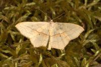 Scopula imitaria