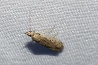 Phycitodes