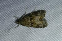 Eudonia mercurella
