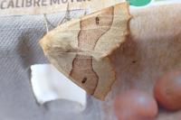 Crocallis elinguaria