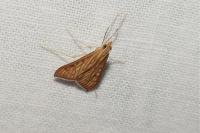Antigastra catalaunalis