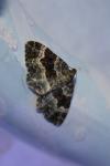 Epirrhoe alternata