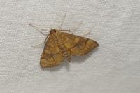 Anania verbascalis