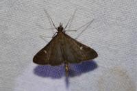 Dolicharthria punctalis