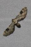 Eupithecia centaureata