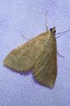 Ostrinia nubilalis