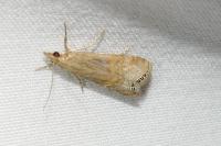Euchromius ocellea
