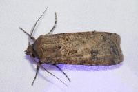 Agrotis segetum