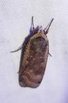 Noctua pronuba