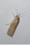 Spodoptera exigua