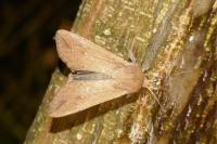 Mythimna unipuncta