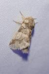 Thaumetopoea processionea
