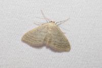Idaea subsericeata
