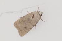 Caradrina clavipalpis