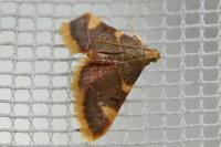 Hypsopygia costalis
