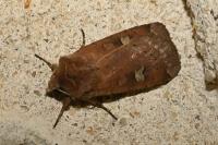 Xestia xanthographa