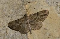 Peribatodes rhomboidaria rhomboidaria