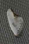 Cilix glaucata