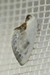 Cilix glaucata
