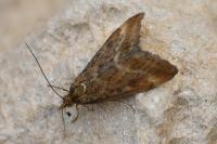 Pyrausta despicata