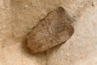 Hoplodrina ambigua