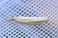 Agriphila tristella