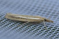 Agriphila selasella