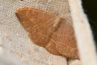 Watsonalla binaria